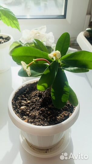 Комнатные цветы