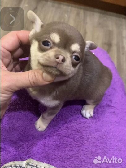 Чихуахуа малышка шоколад с подпалом Коко