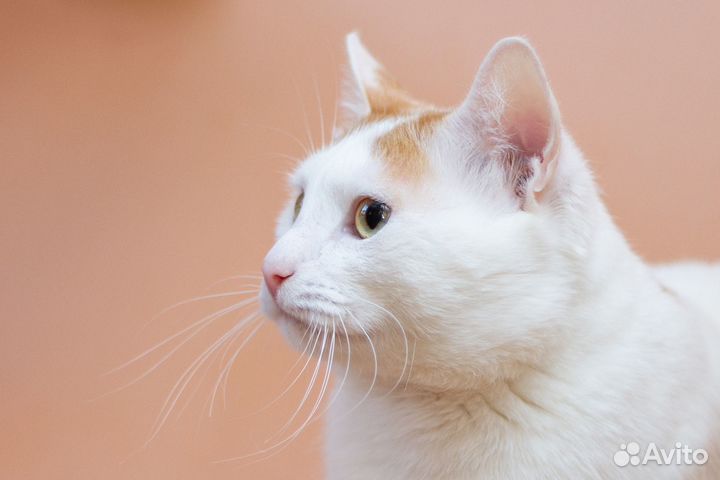 Ласковый кот