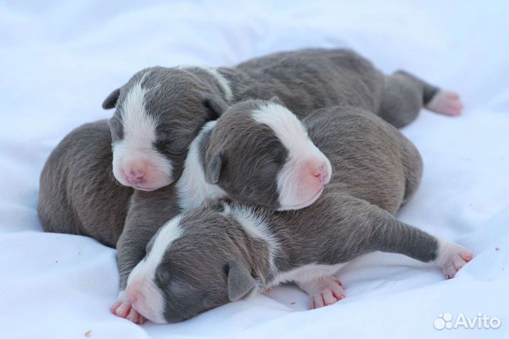 Щенки Амстаффа