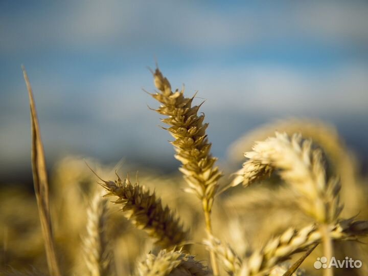 Семена озимой пшеницы эс