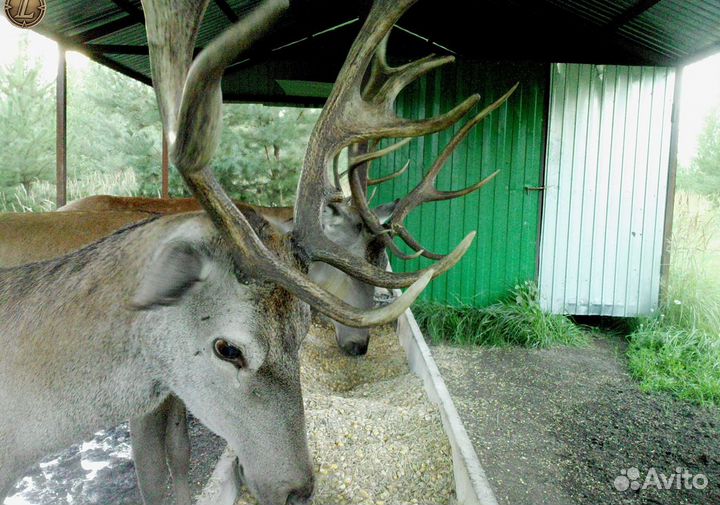 Самцы оленей