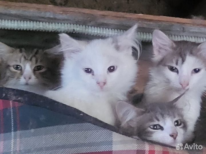 Сибирская котята