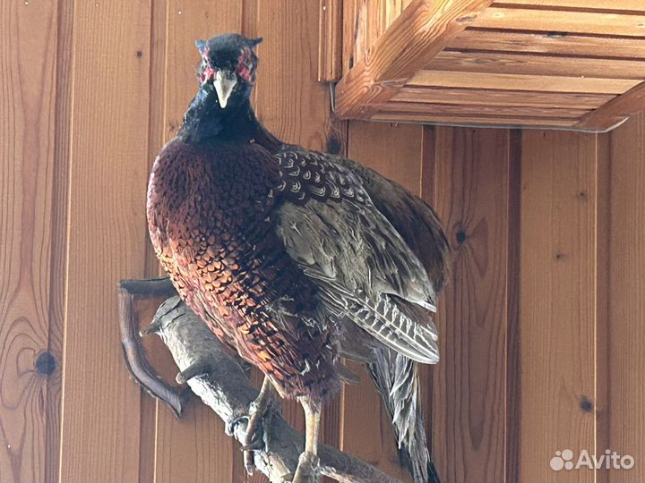 Чучела животных