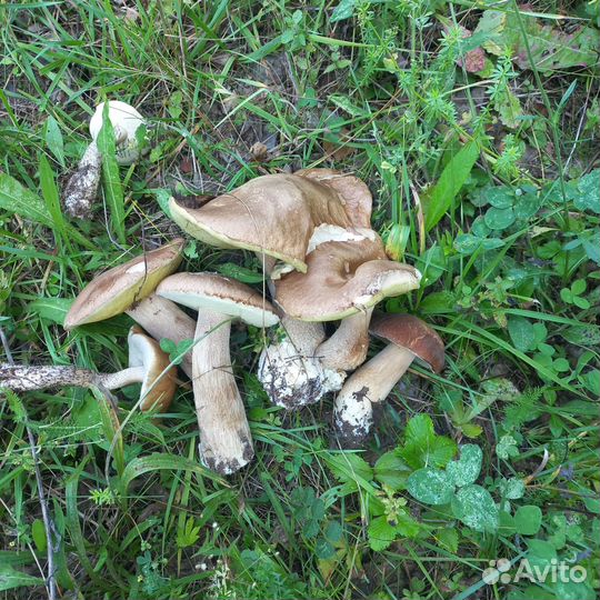 Грибы маринованные