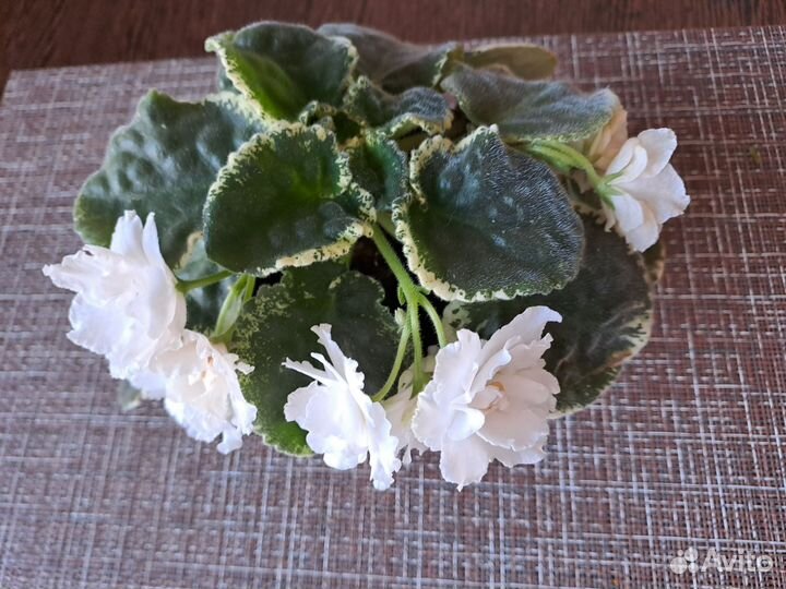 Фиалки цветущие в горшке,каланхоэ