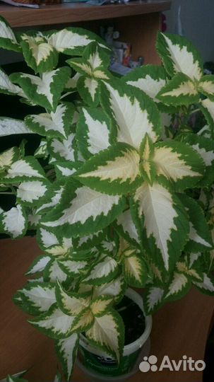 Цветы для дома и дачи