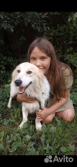 Небольшой песик Умка 9 кг