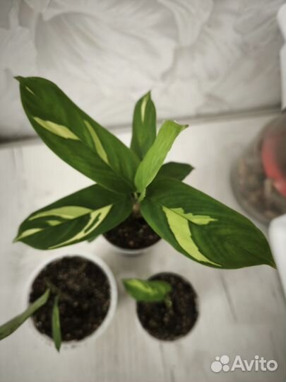 Ктенанта лубберса