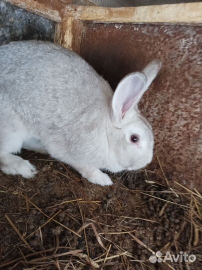 Кролики мясных пород