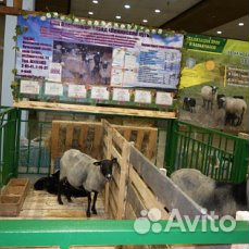 Племенные ярки,бараны Романовской породы