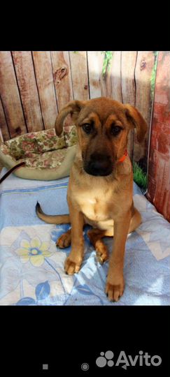 Рыжие собачки ищут дом