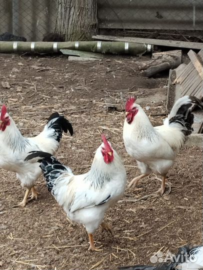 Молодые петушки