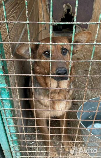 Добрая домашняя Забава мучается в приюте