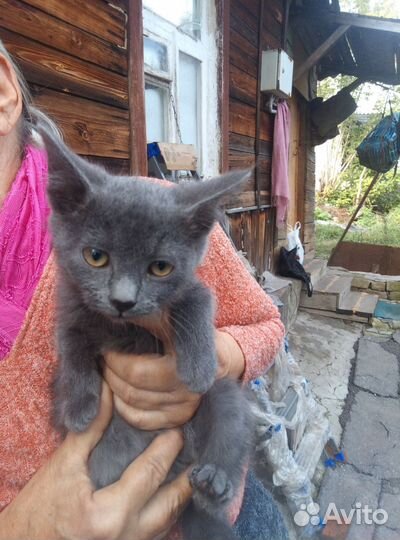 Котенок ищет дом