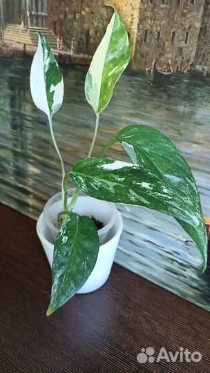 Эпипремнум. Сциндапсус. Филодендрон