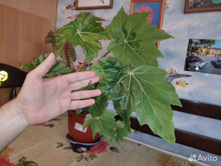 Бегония клещевинолистная (гибрид)