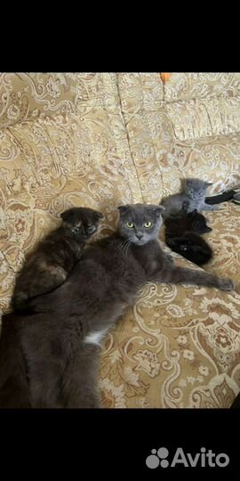 Котята от шотландской вислоухой мамы