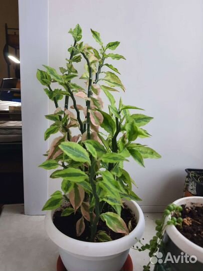 Педилантус