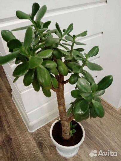 Пальма Дипсис, Денежное дерево, Финик, Мандарин