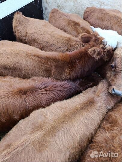 Бычки на откорм