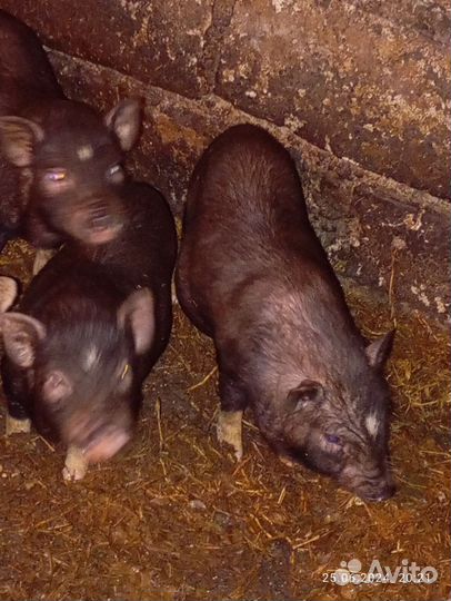 Вьетнамск вислобрюхий поросенок