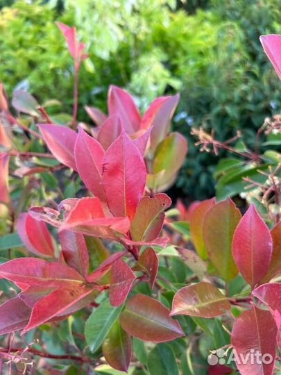 Фотиния Фразера бжи