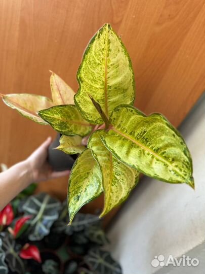 Аглаонема apple Fantasy/ эпл фэнтези