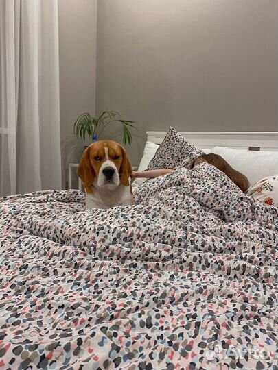 Бигль вязка