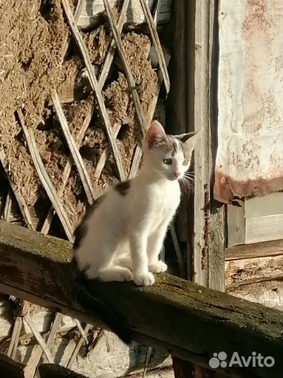 Домашние животные котята бесплатно