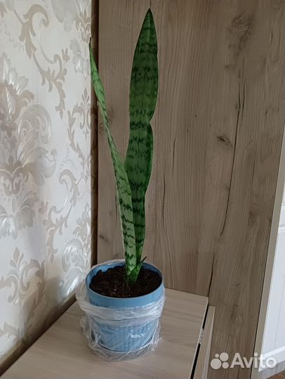 Сансевиерия (щучий хвост)