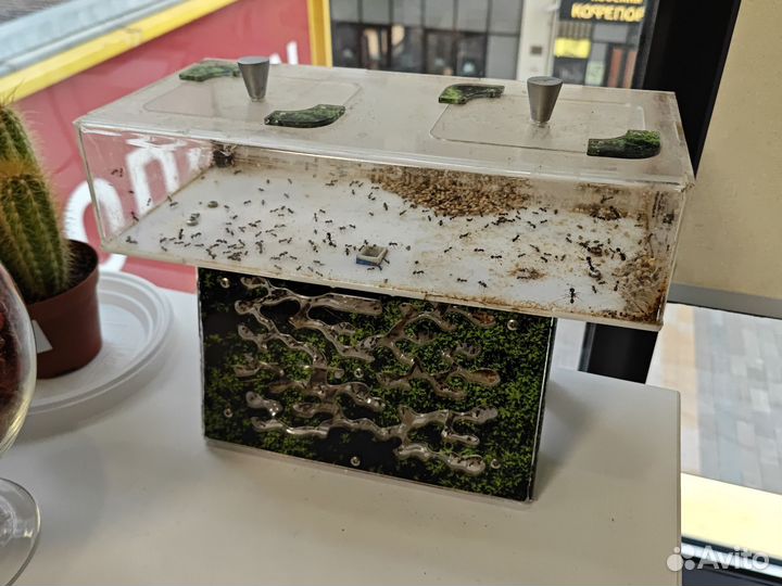 Муравьиная ферма с муравьями antplanet жнецы