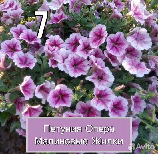Петуния ампельная Опера