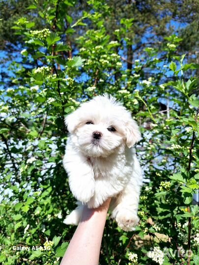 Мальтийская болонка мальчик