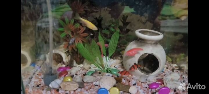 Аквариумные рыбки
