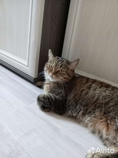 Отдам кошку в добрые руки