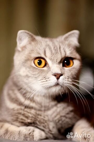 Передержка котиков