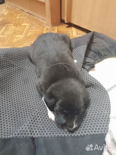 Отдам даром щенка