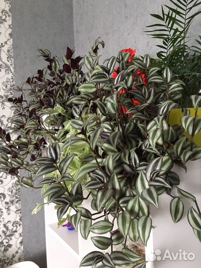 Традесканции