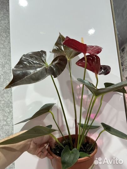 Антуриум деликата