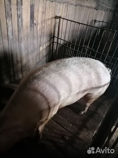 Свинья на мясо