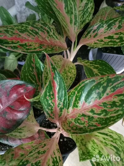 Аглаонема баттерфляй. Крит