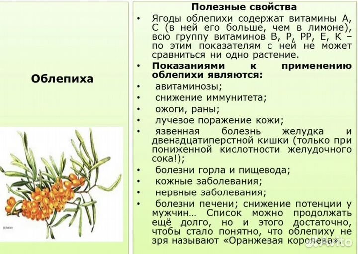 Облепиха свежая