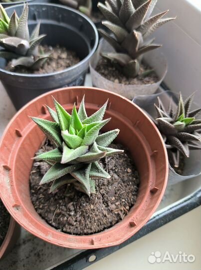 Суккуленты: Хавортия извилистая