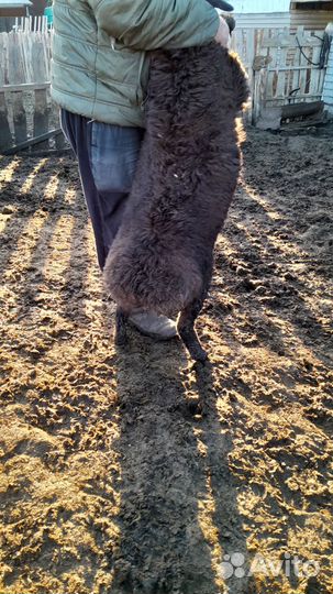 Ягнята (ярочки и баранчики) по мере отбивки