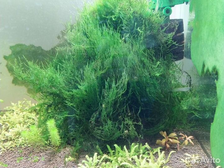 Аквариумные мхи в ассортименте