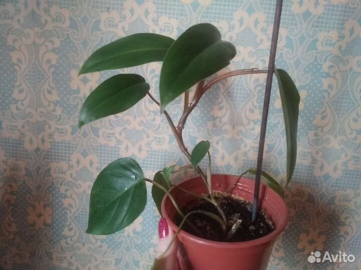Филодендрон