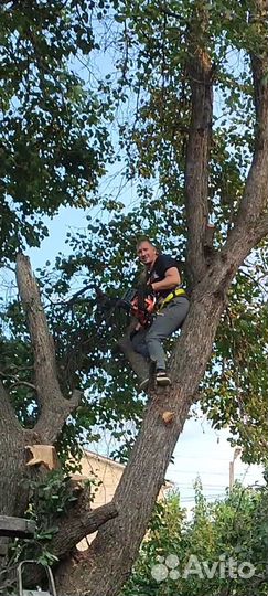 Услуги Обрезка деревьев,покоса травы