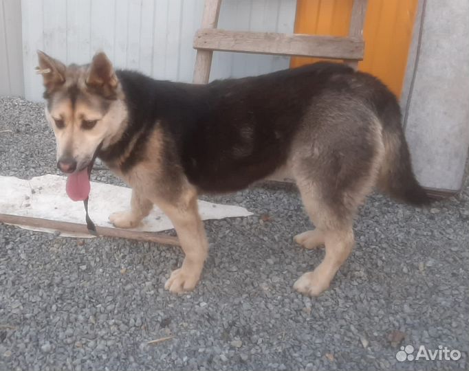 Собака в добрые руки