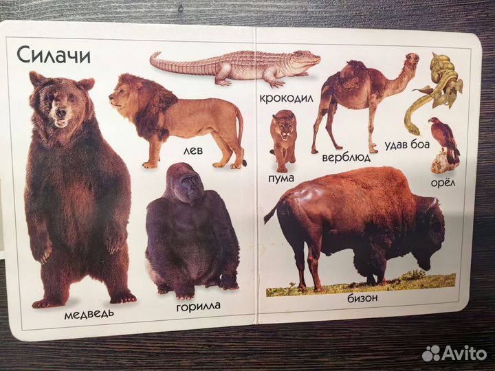 Детские книги пакетом, семь гномов